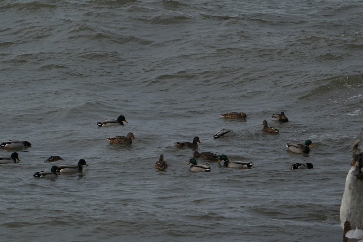 Mallard - ML628113913