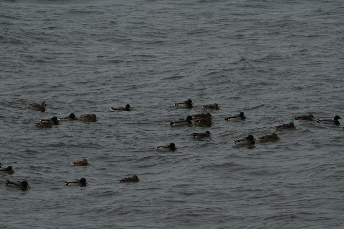 Mallard - ML628113915