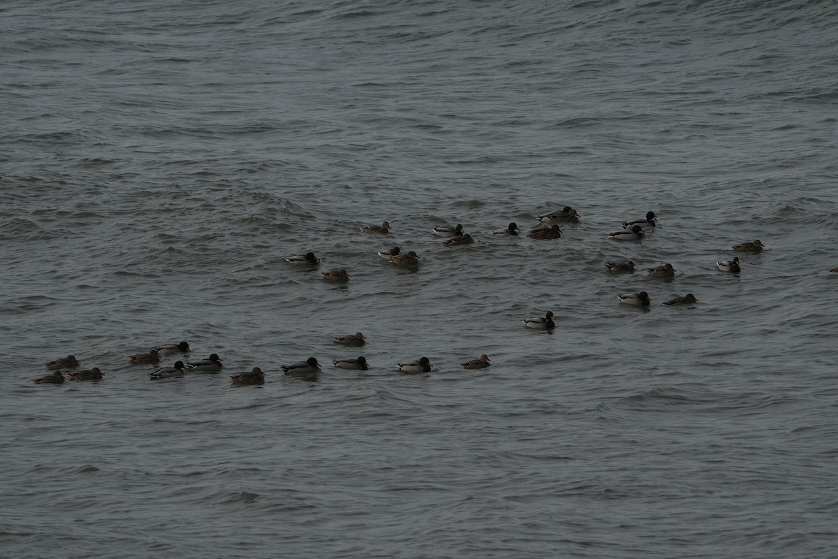 Mallard - ML628113916