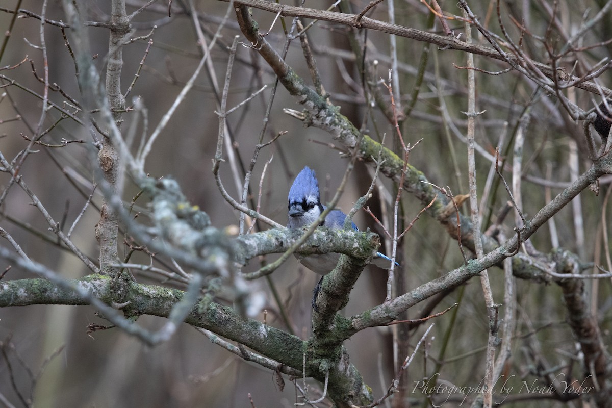 アオカケス - ML628113957