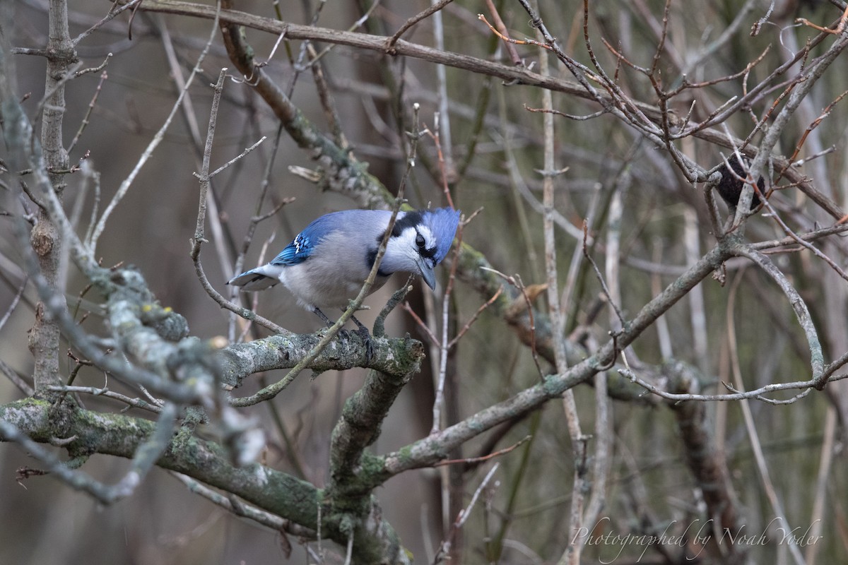 アオカケス - ML628113958