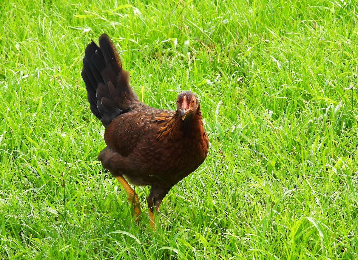 Red Junglefowl (Domestic type) - ML628113964