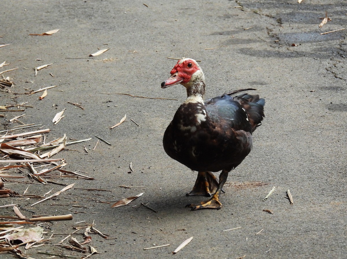 Muscovy Duck (Domestic type) - ML628113971