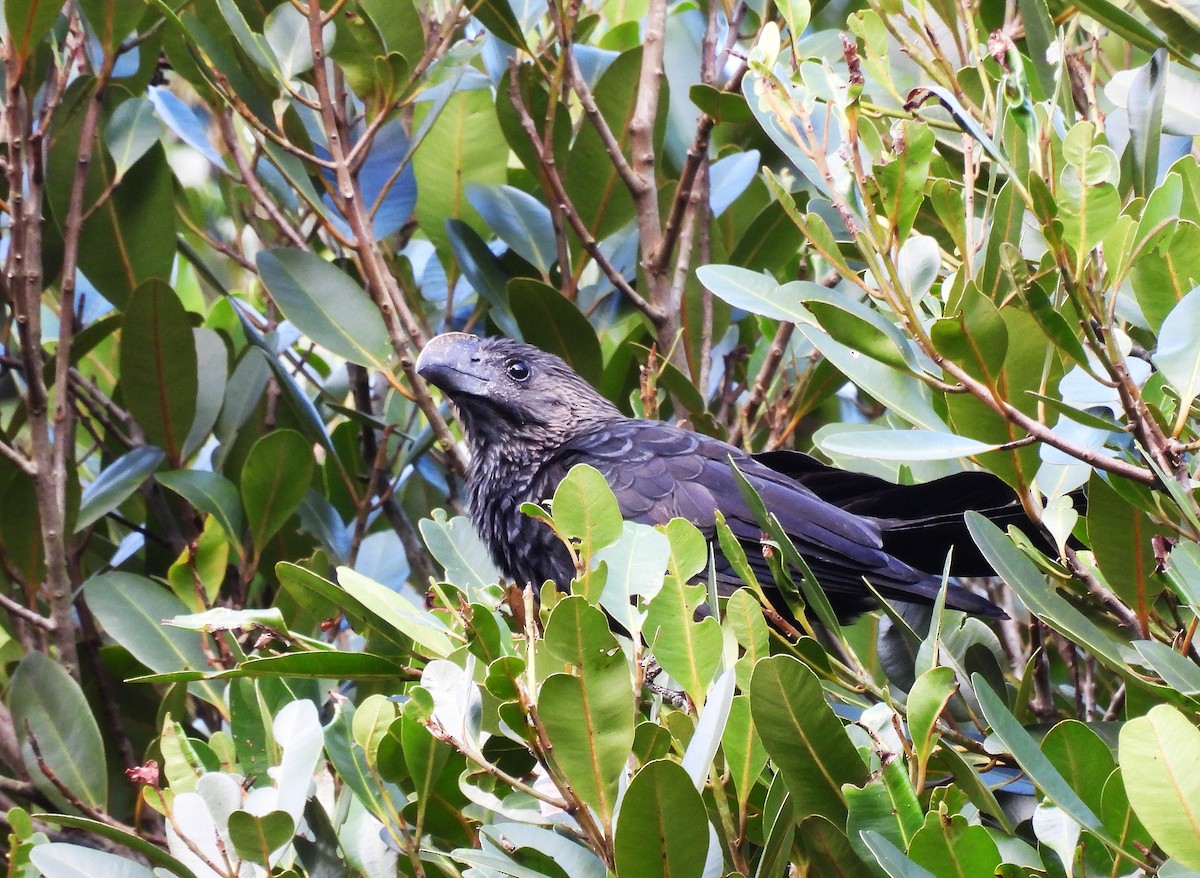 Smooth-billed Ani - ML628113986