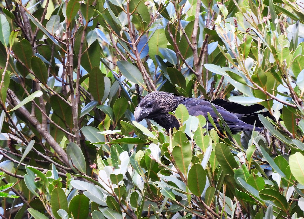 Smooth-billed Ani - ML628113993