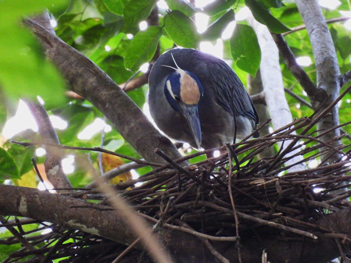 Yellow-crowned Night Heron - ML628114000