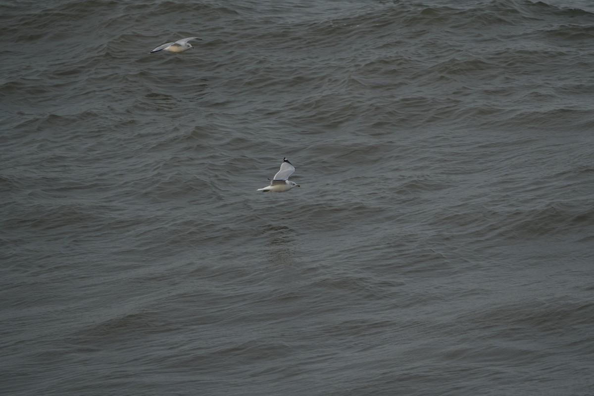 Ring-billed Gull - ML628114001