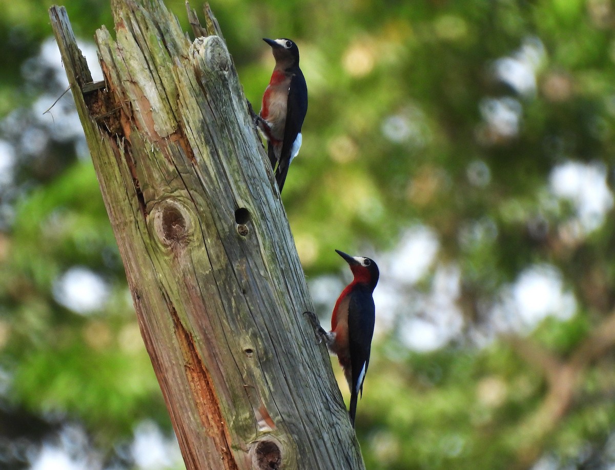 Puerto Rican Woodpecker - ML628114005