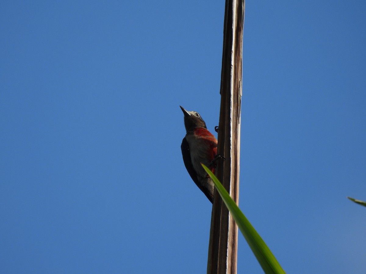 Puerto Rican Woodpecker - ML628114019