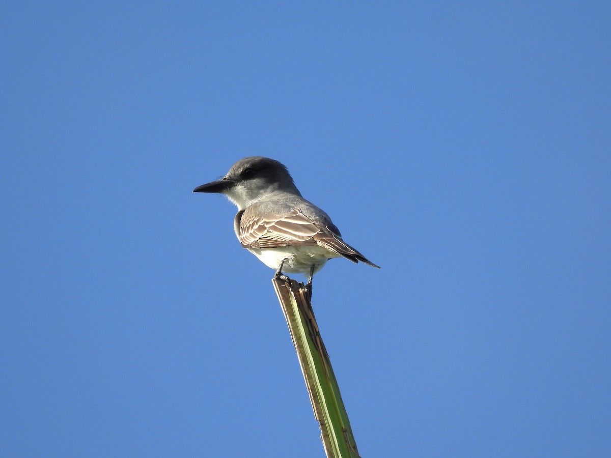 Gray Kingbird - ML628114021