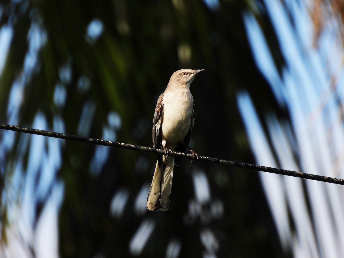 Northern Mockingbird - ML628114028