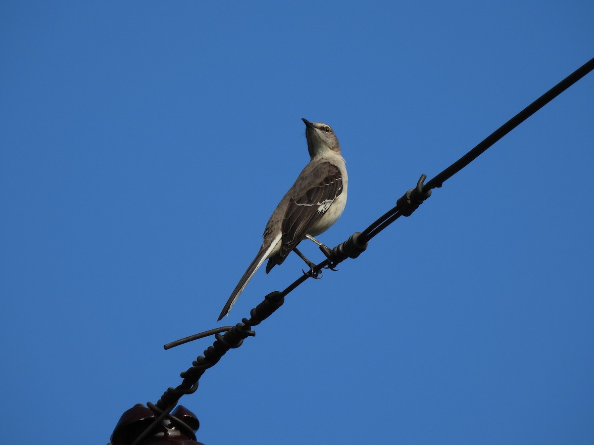 Northern Mockingbird - ML628114040