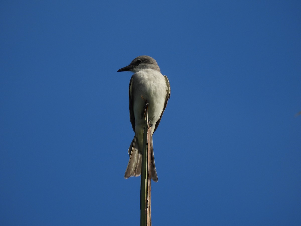 Gray Kingbird - ML628114041