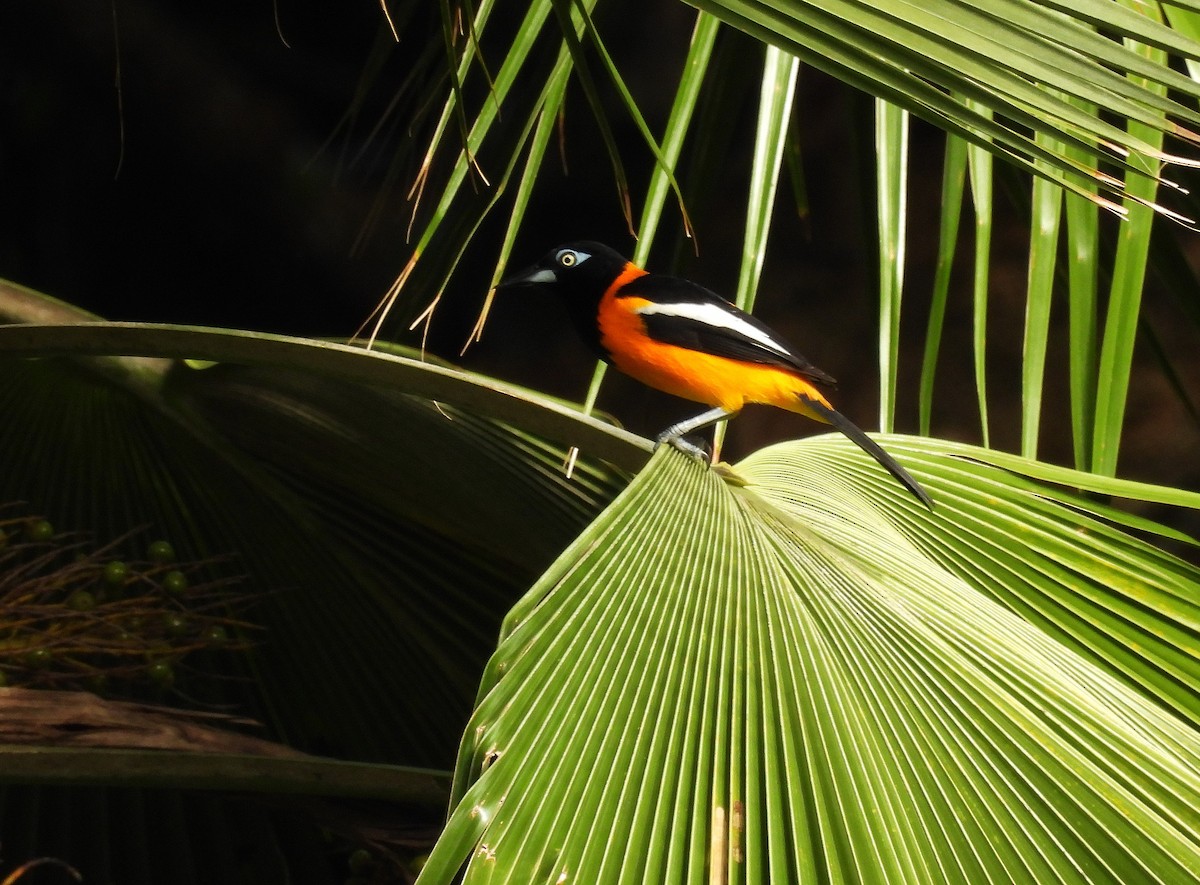 Venezuelan Troupial - ML628114047