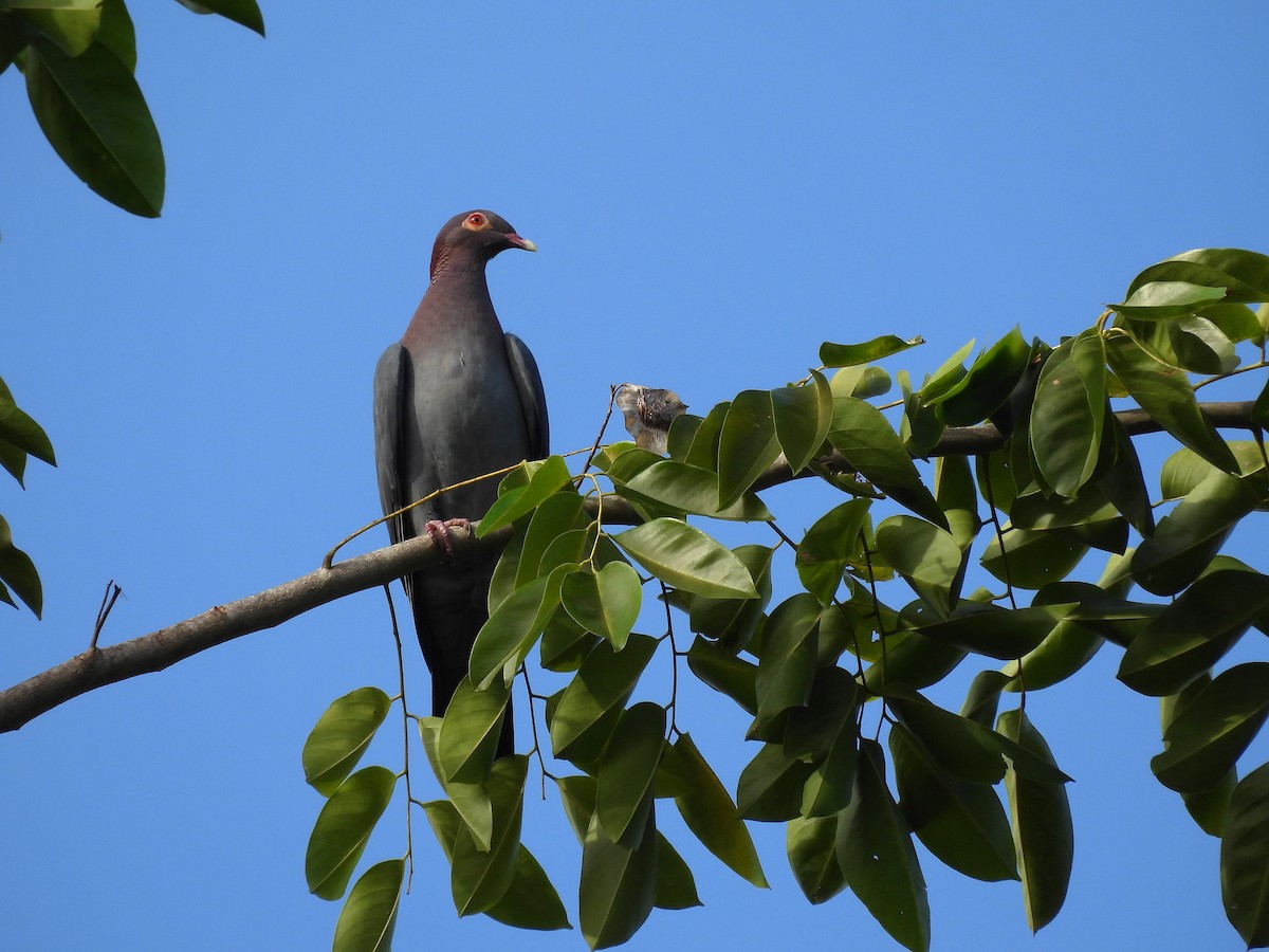 Scaly-naped Pigeon - ML628114060