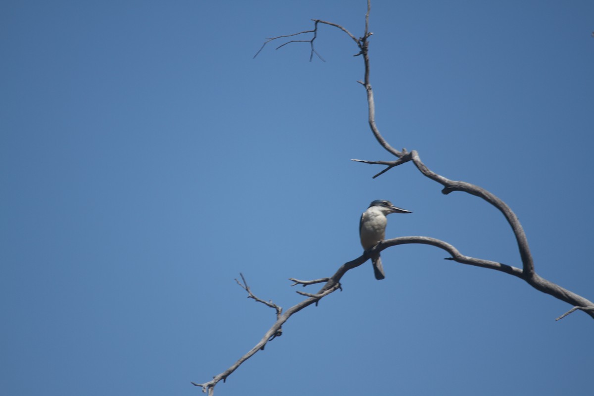 Sacred Kingfisher - ML628114061