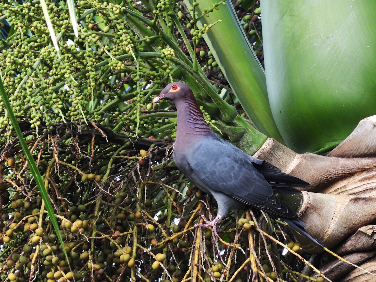 Scaly-naped Pigeon - ML628114063