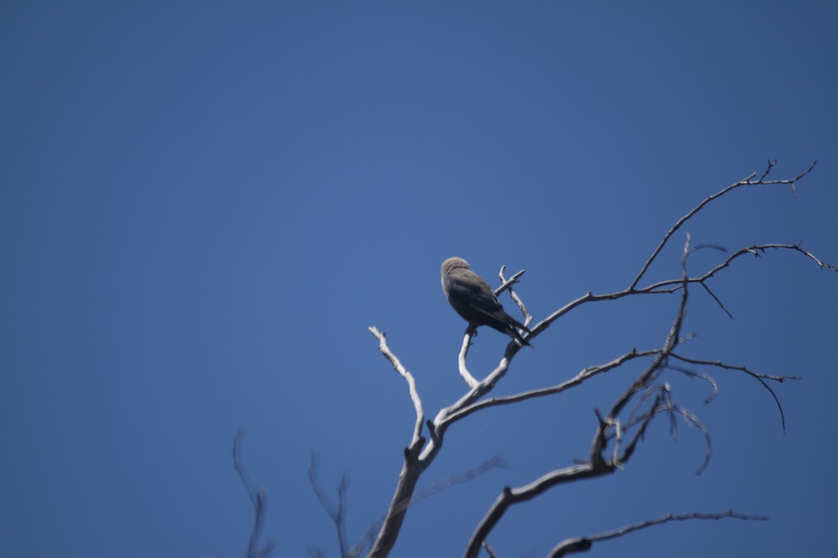 Dusky Woodswallow - ML628114072