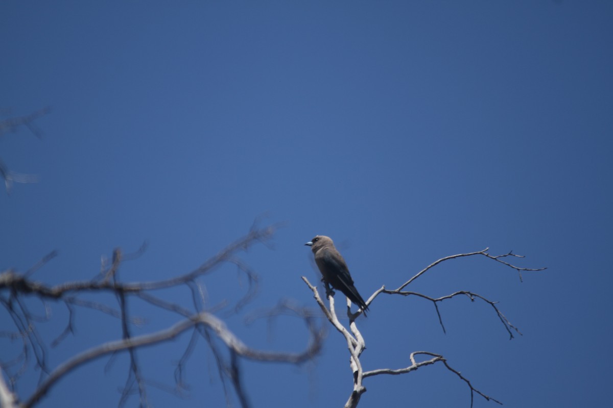 Dusky Woodswallow - ML628114073