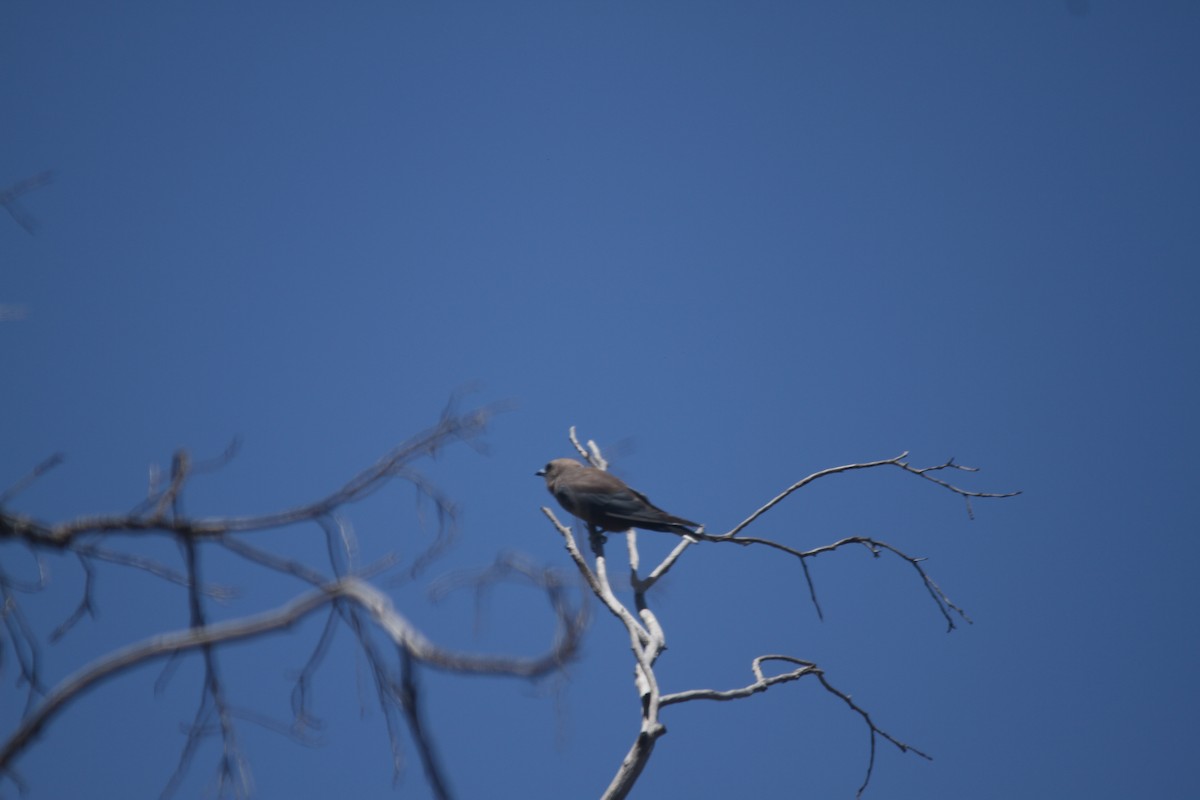 Dusky Woodswallow - ML628114074