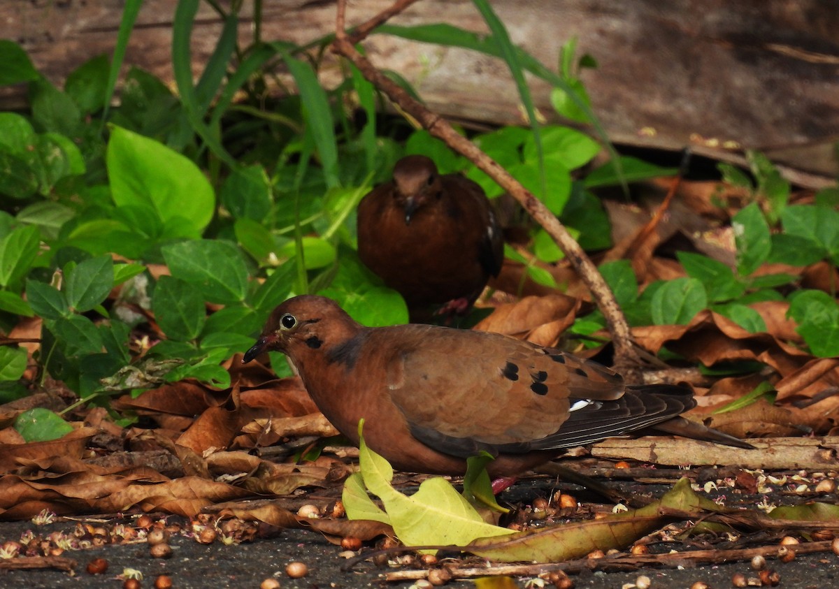 Zenaida Dove - ML628114076