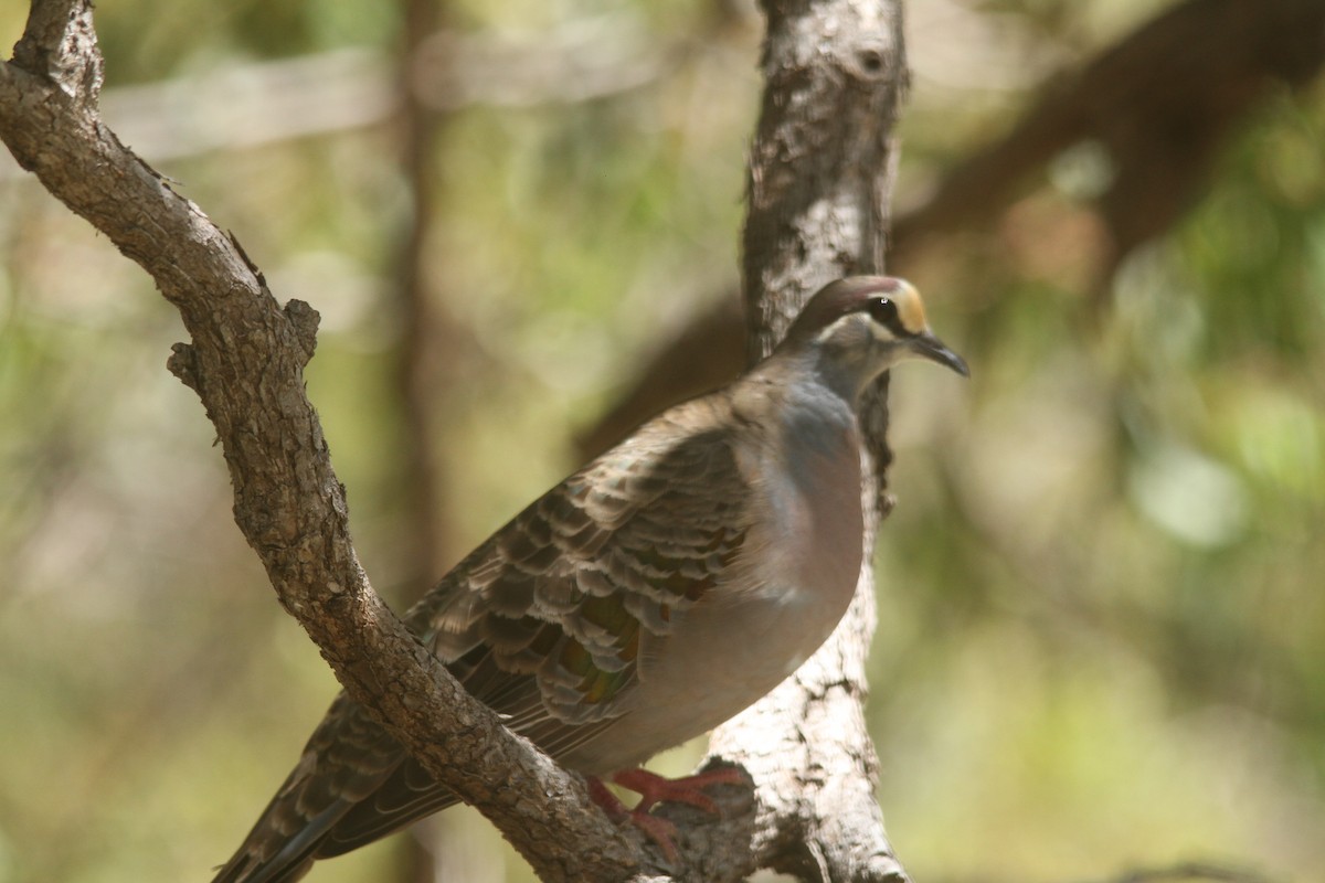 Common Bronzewing - ML628114082