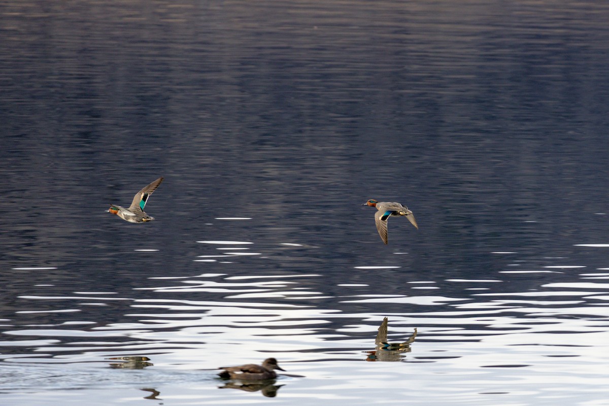 Green-winged Teal - ML628114084