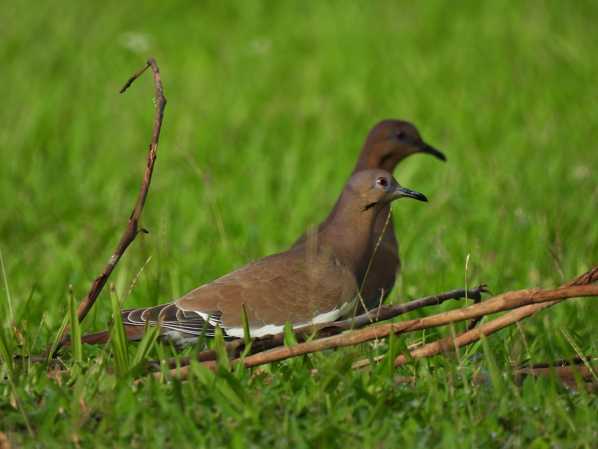 White-winged Dove - ML628114087