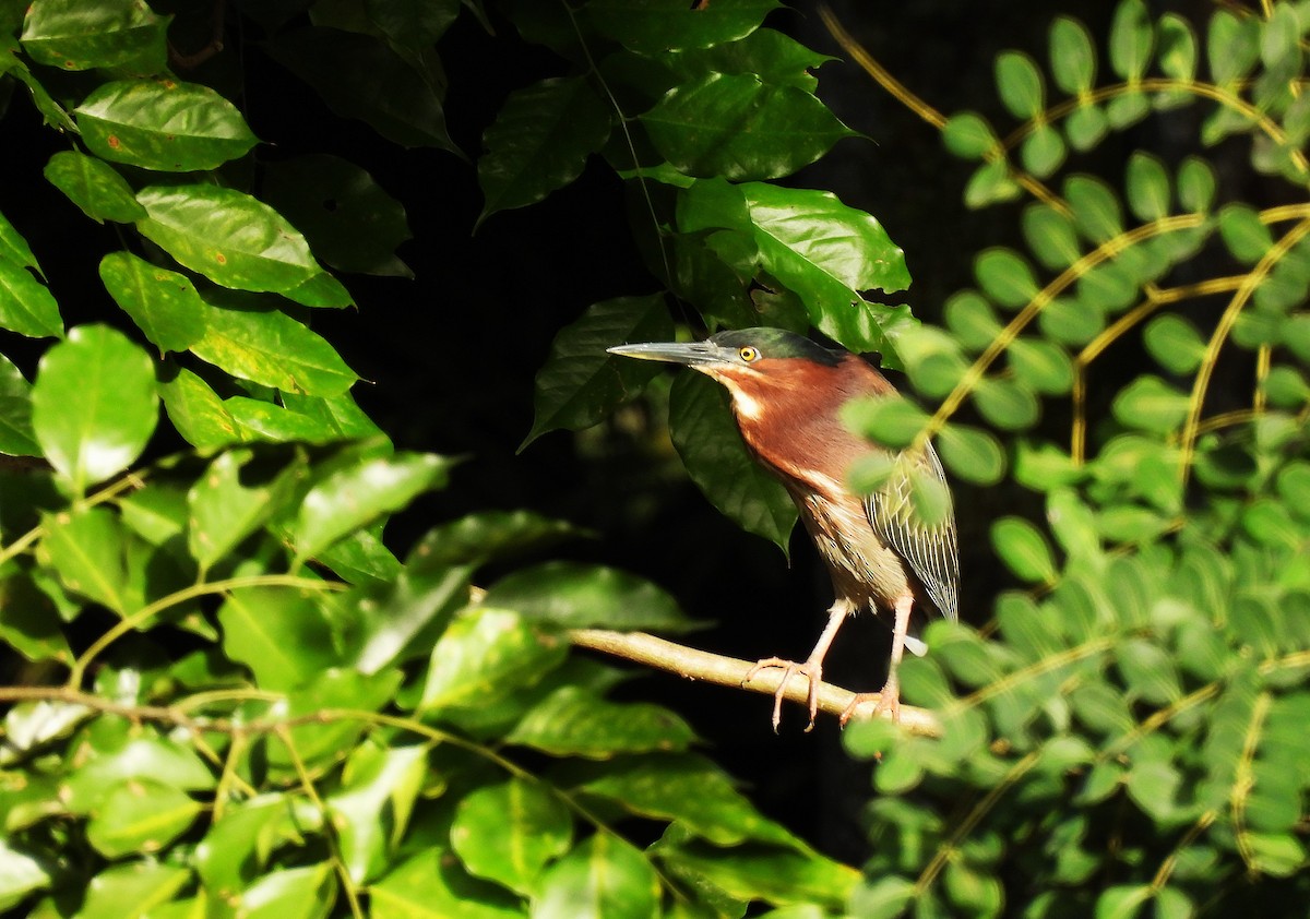 Green Heron - ML628114097