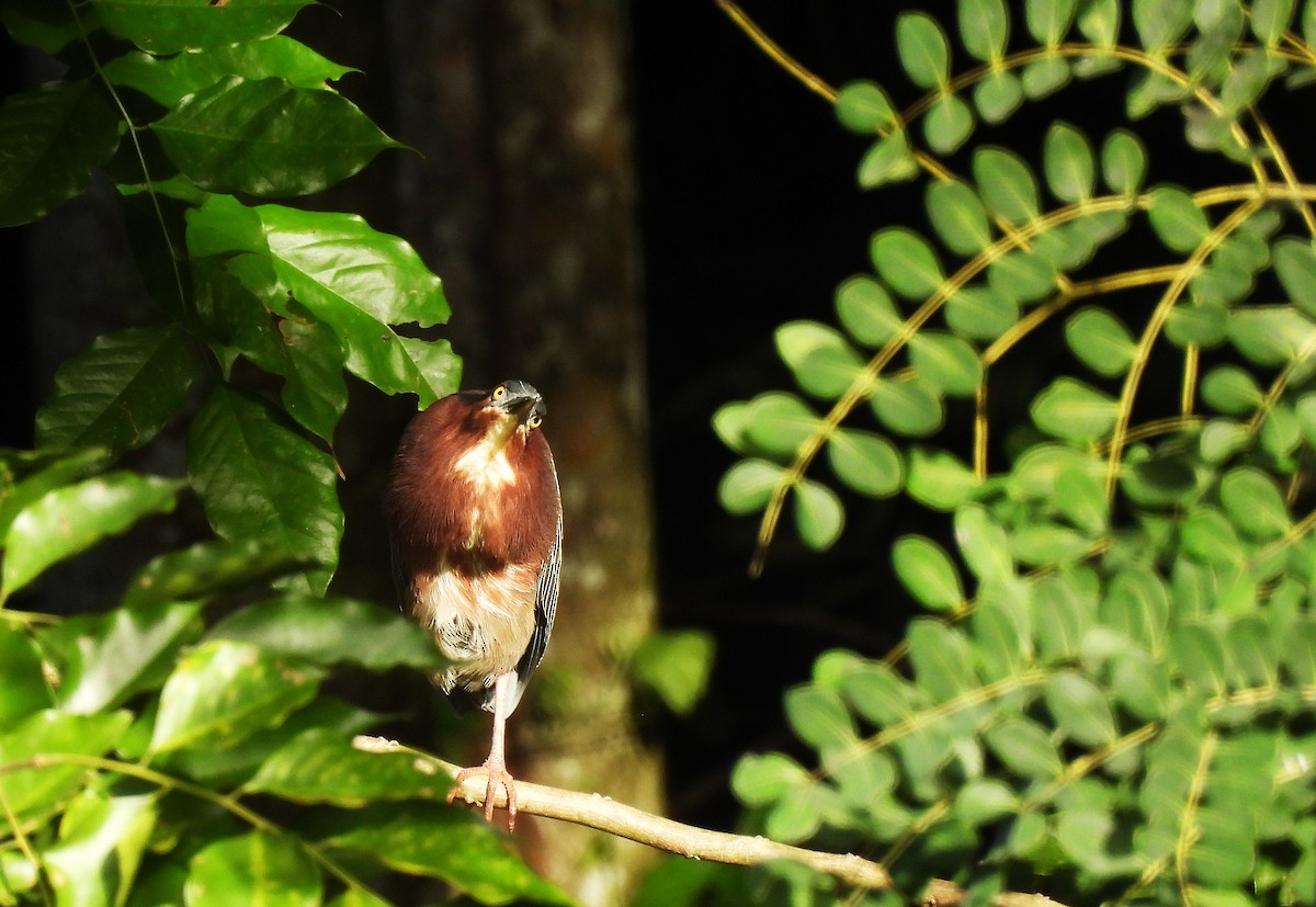 Green Heron - ML628114102