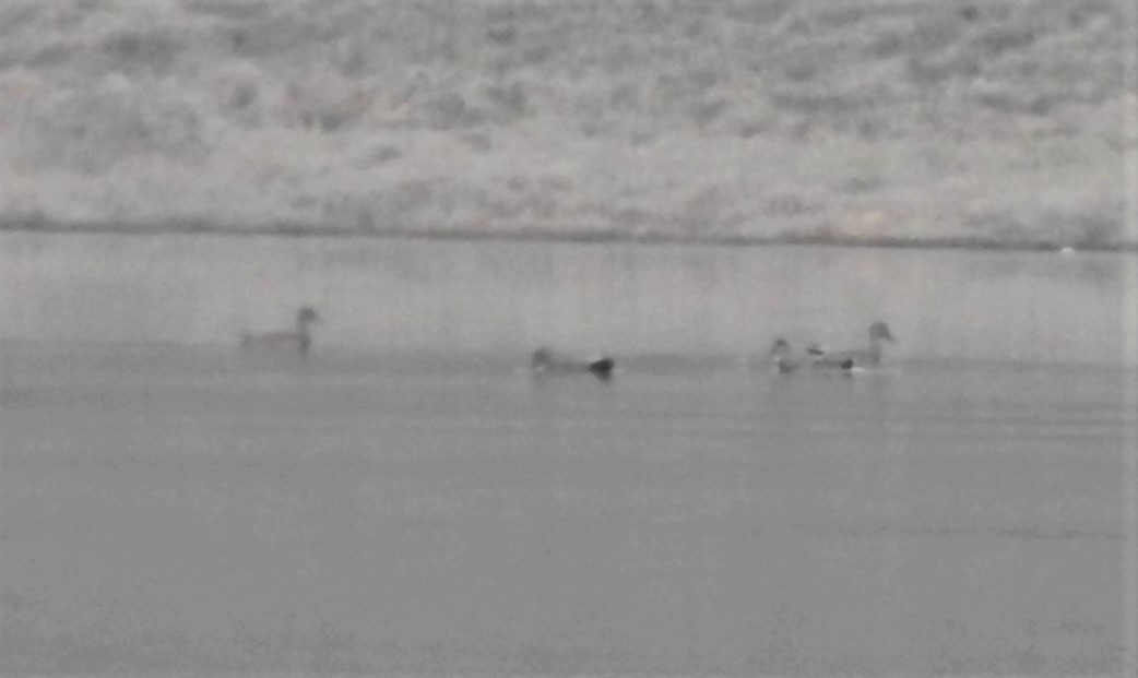 Gadwall - ML628114169