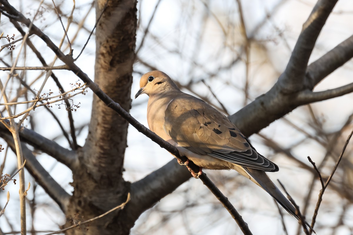 Mourning Dove - ML628114177