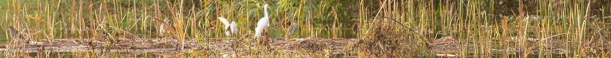 Chinese Pond-Heron - ML628114210