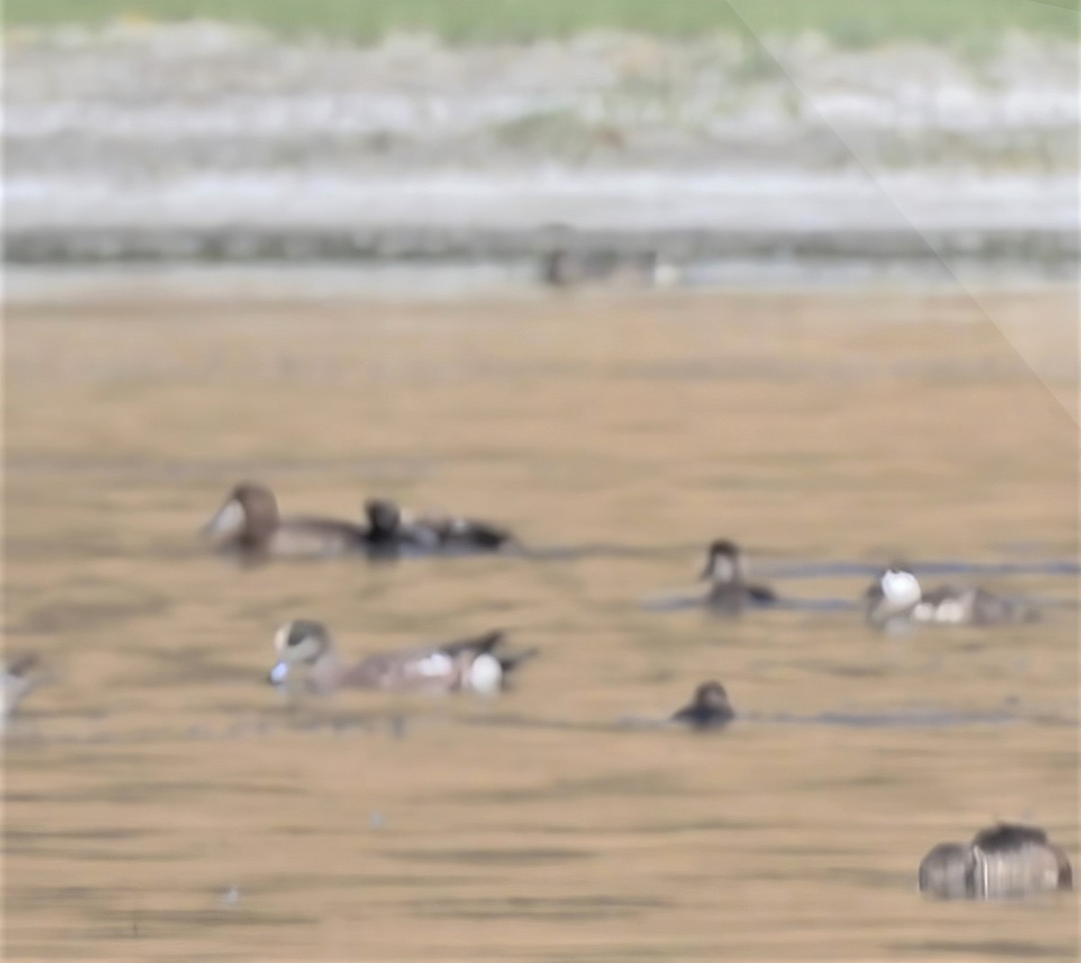 Surf Scoter - ML628114214