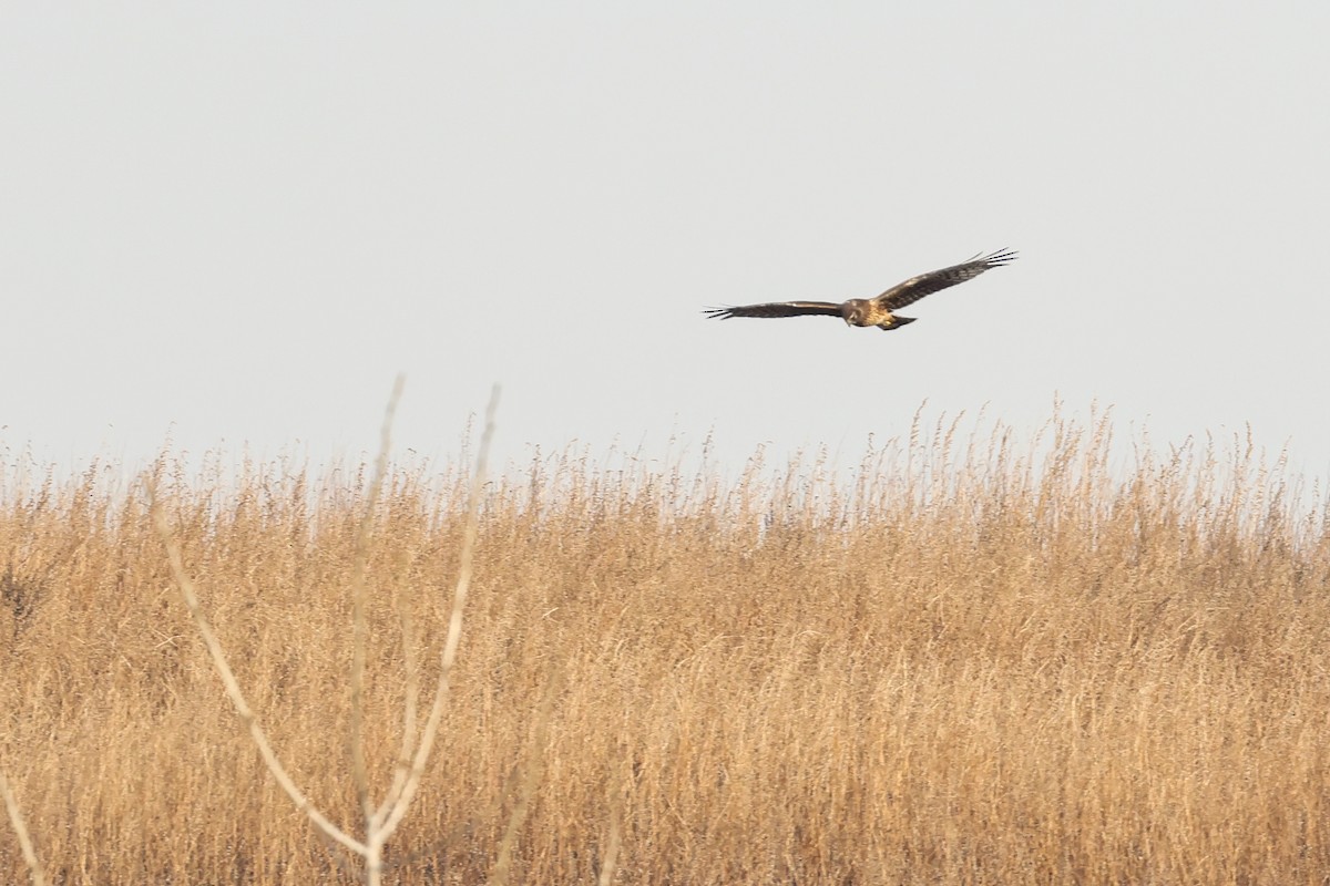 Northern Harrier - ML628114225
