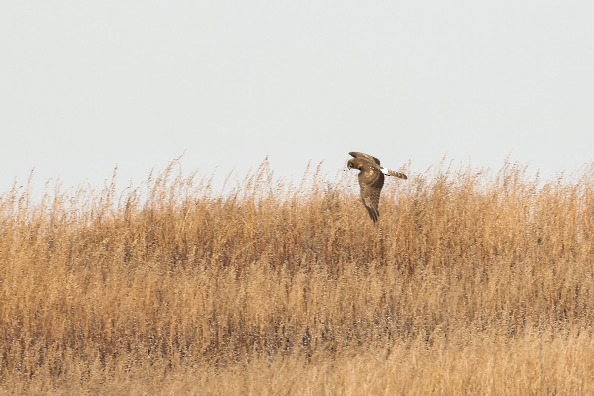 Northern Harrier - ML628114226