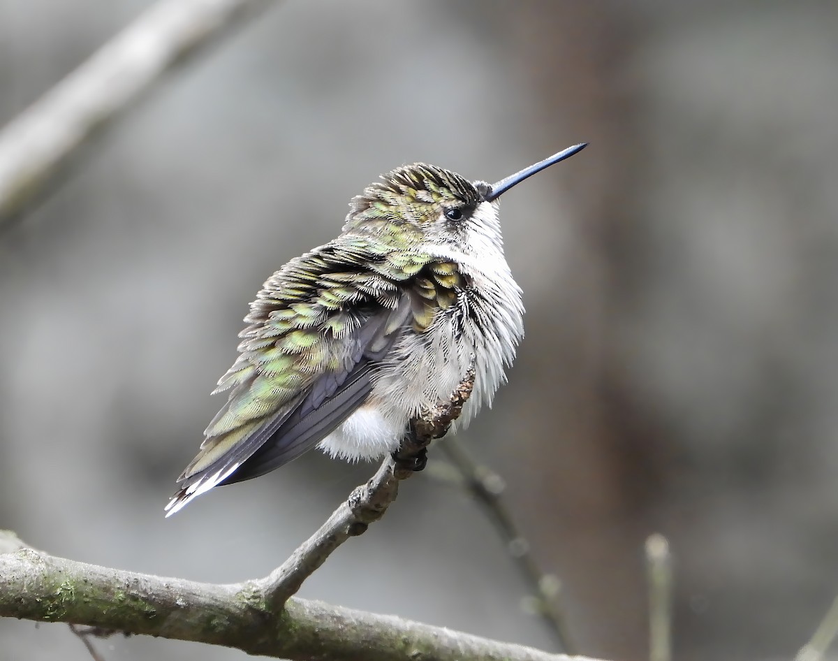 Ruby-throated Hummingbird - ML628114239