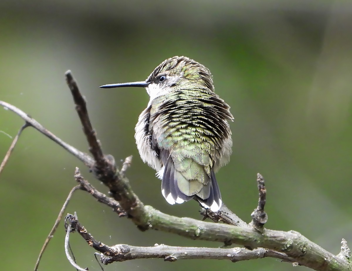 Ruby-throated Hummingbird - ML628114240