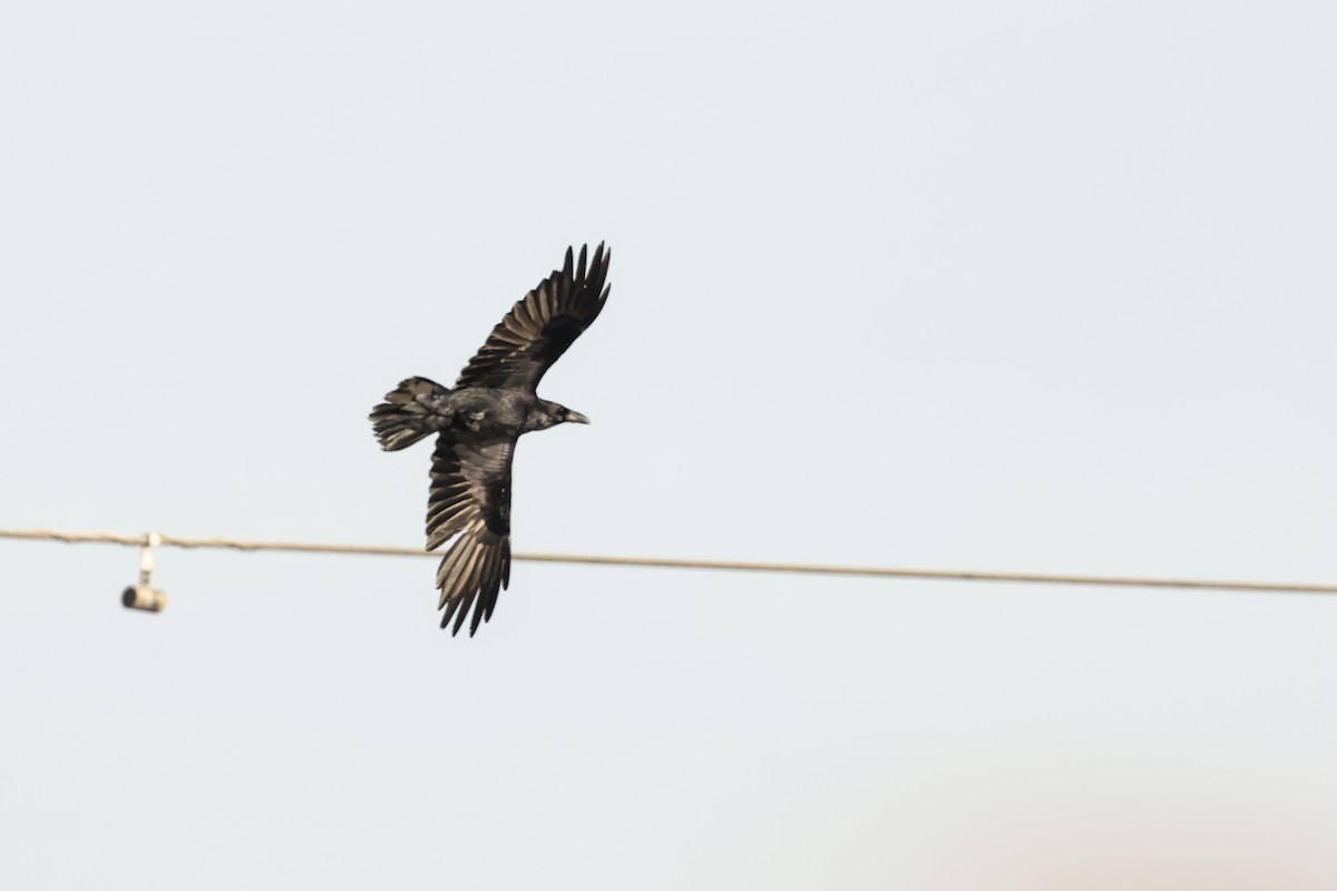 Хон хэрээ - ML628114246