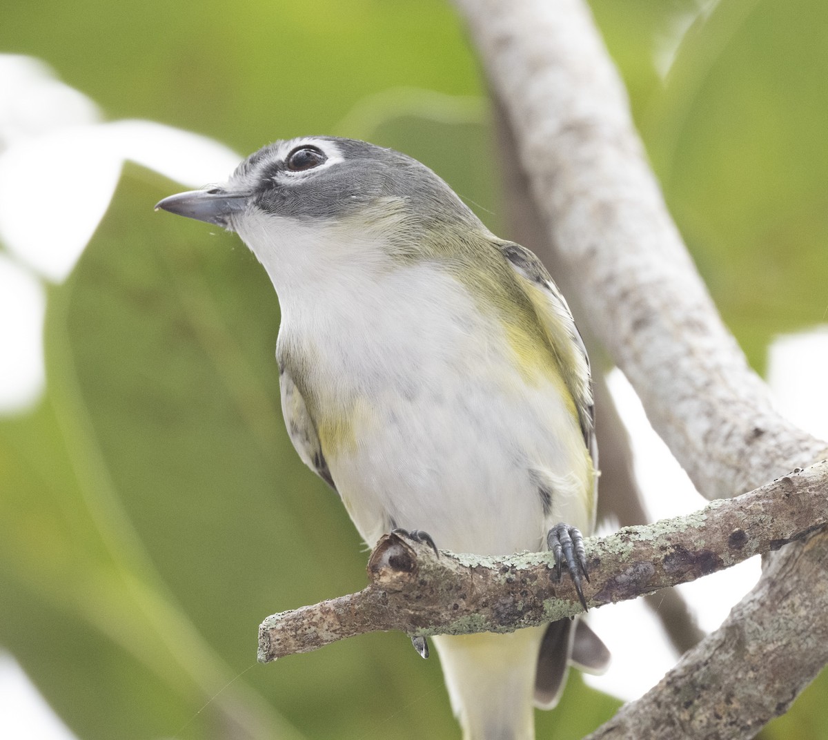 Graukopfvireo - ML628114259