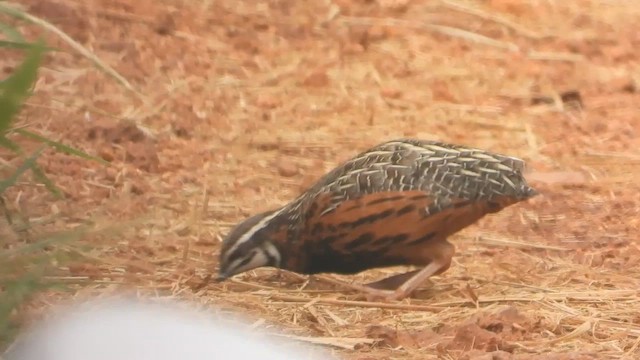 Harlequin Quail - ML628114270