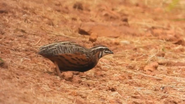 Harlequin Quail - ML628114271