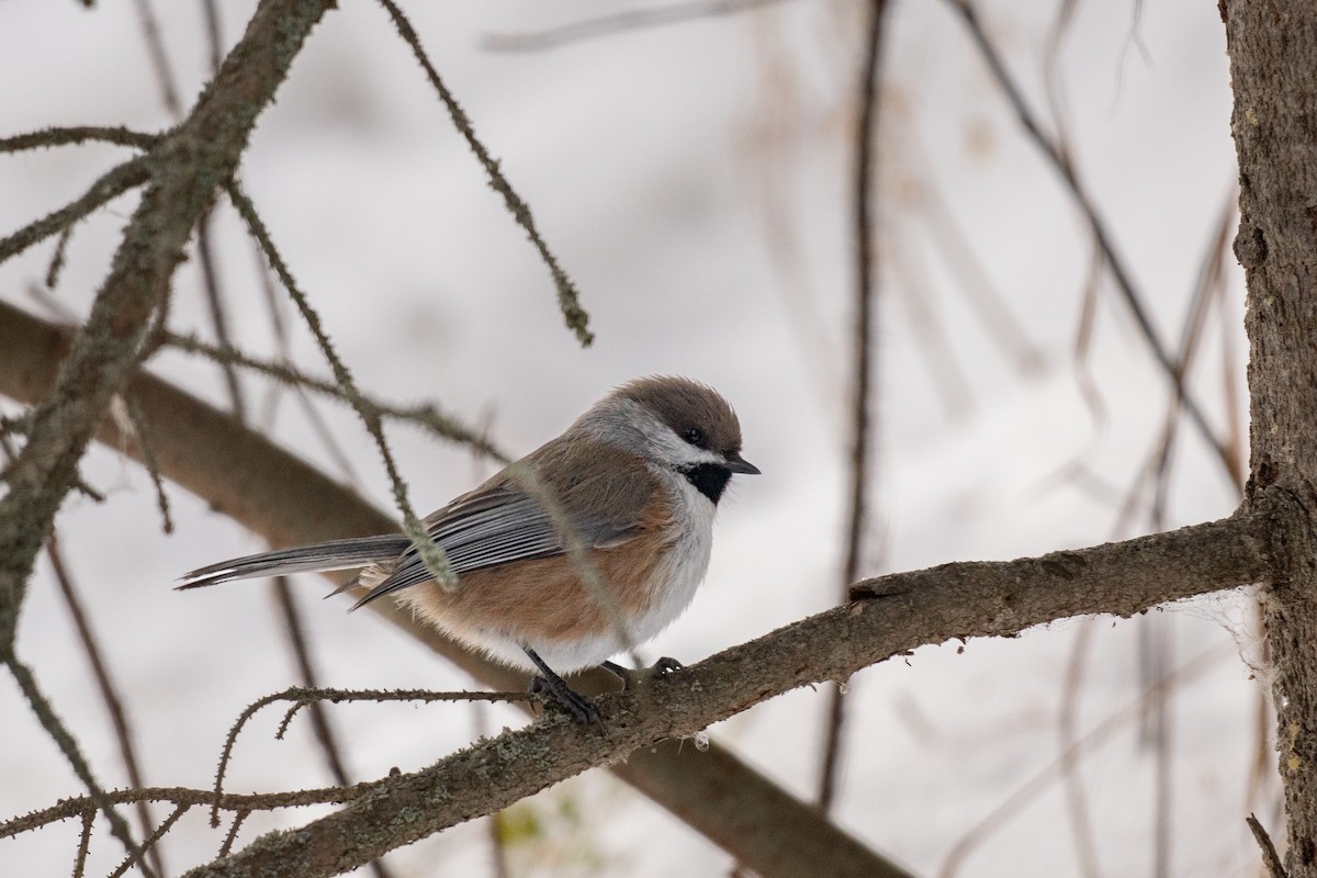 Boreal Chickadee - ML628114297