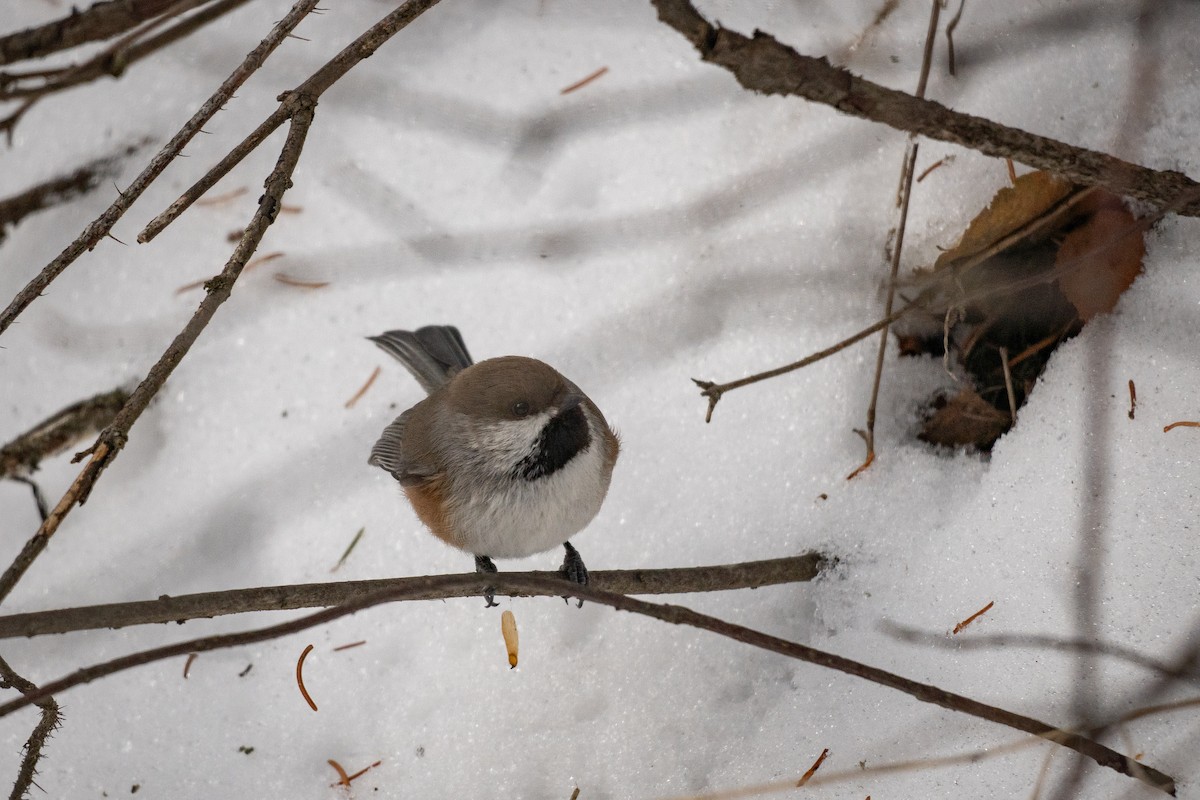 Boreal Chickadee - ML628114301