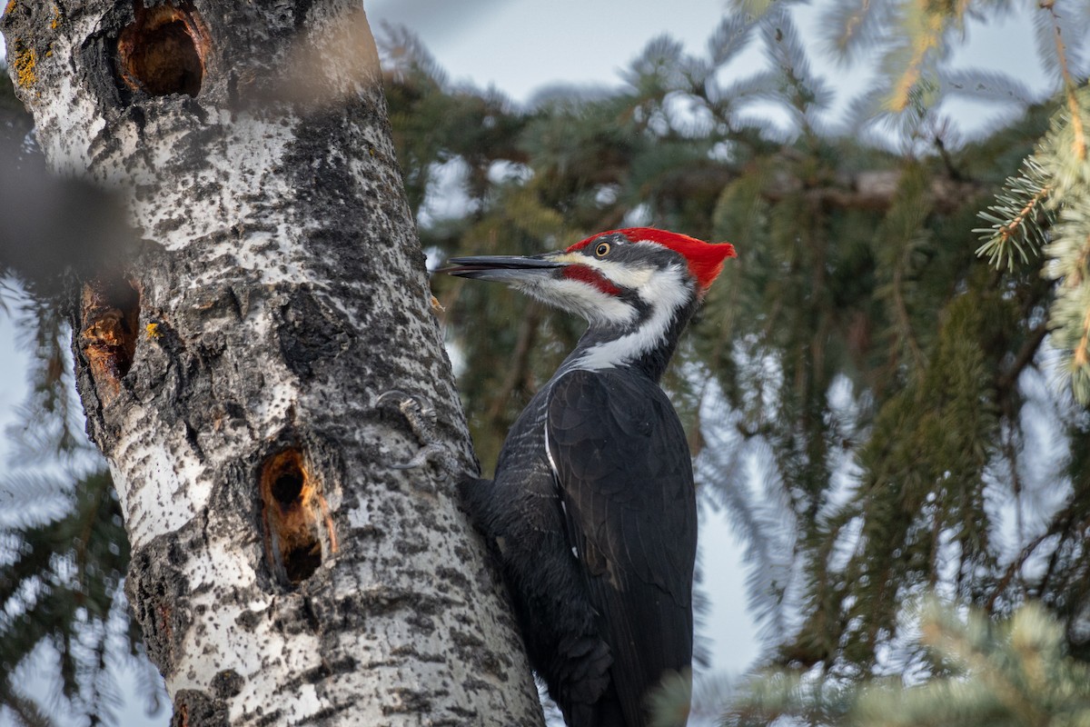 Pileated Woodpecker - ML628114304