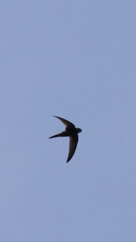 Common Swift - ML628114330