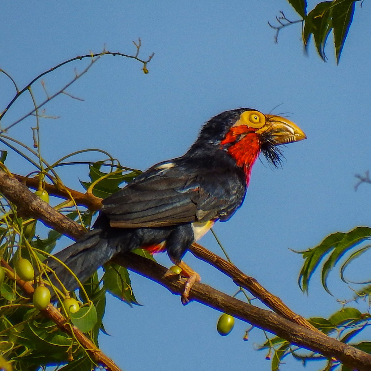 Furchenschnabel-Bartvogel - ML628114385