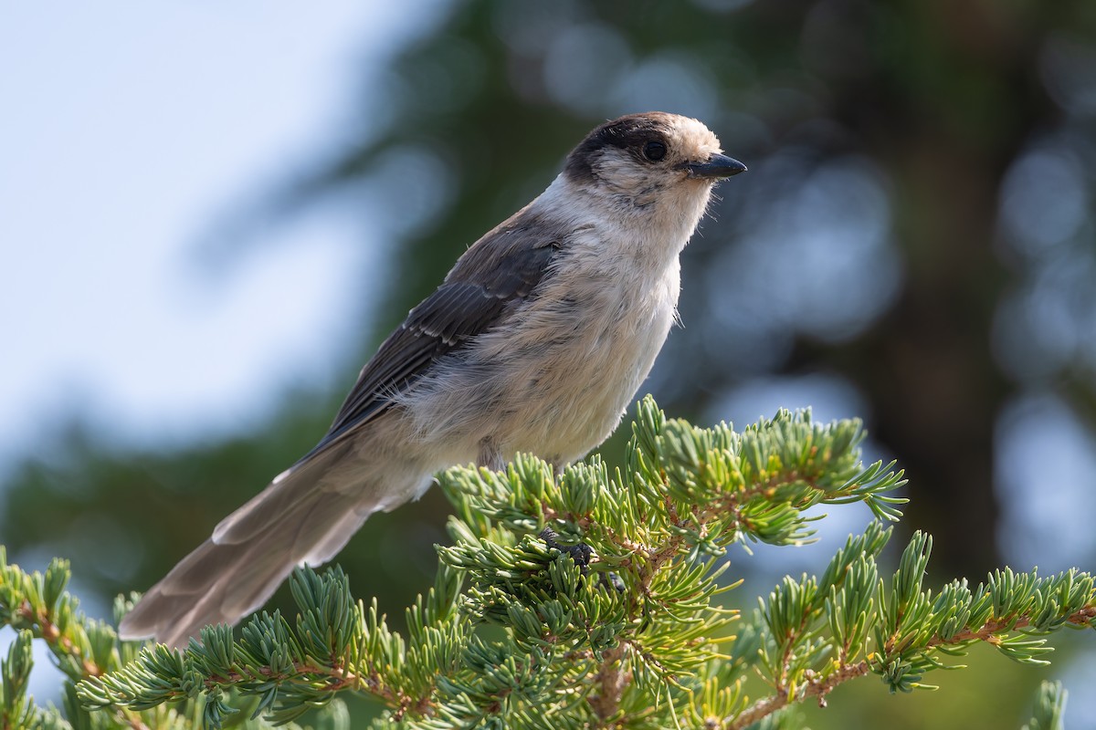 Canada Jay - ML628114389