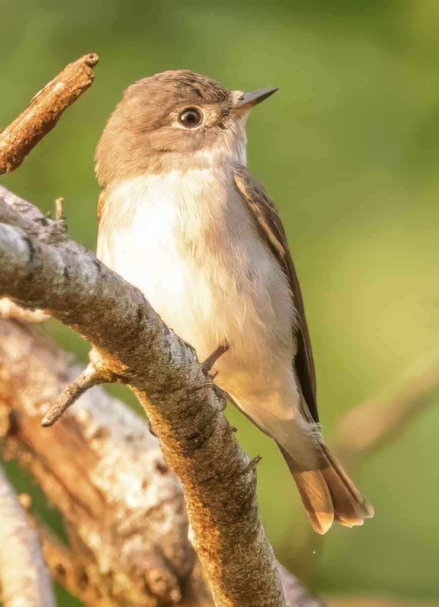 Asian Brown Flycatcher - ML628114456