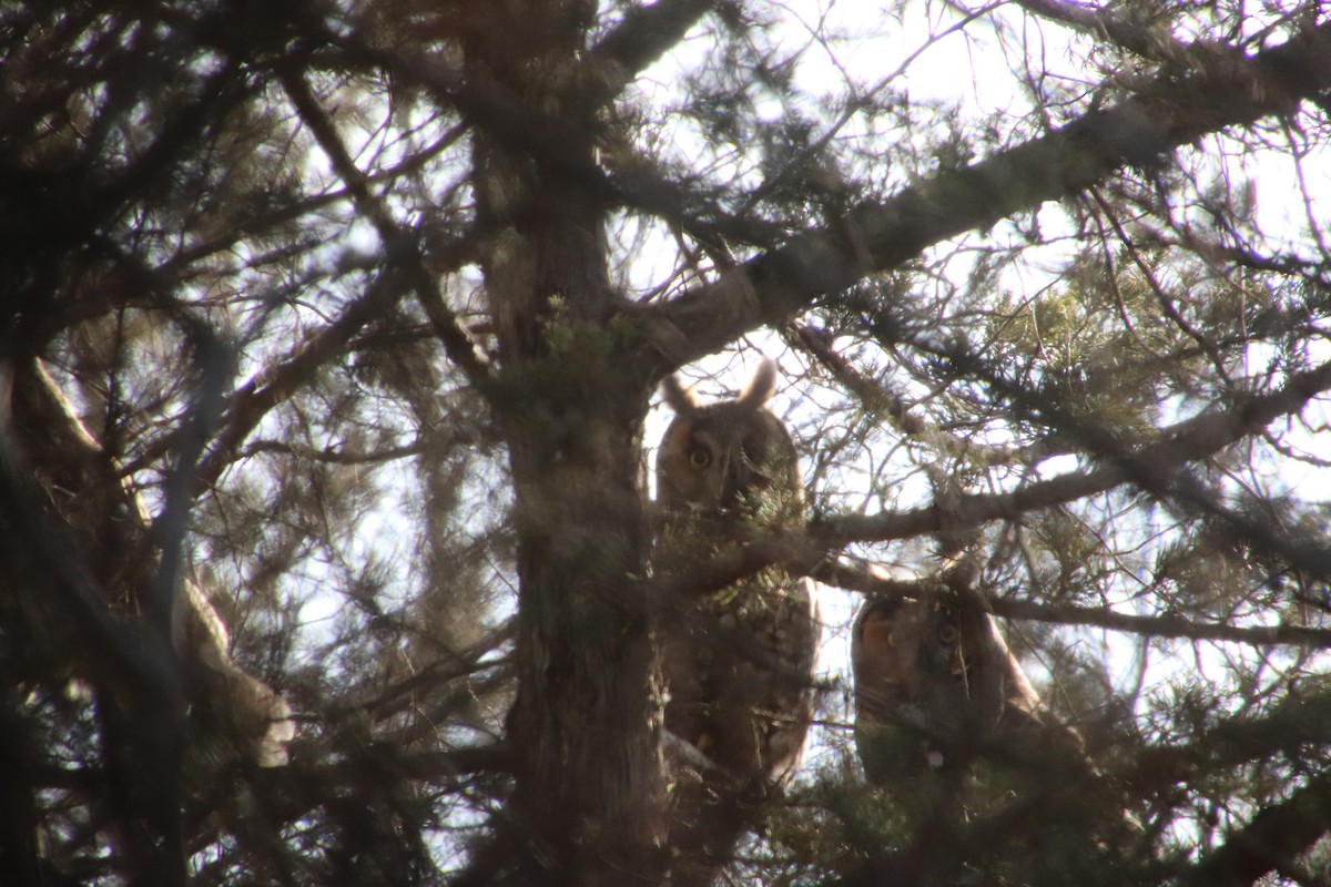 Long-eared Owl - ML628114460